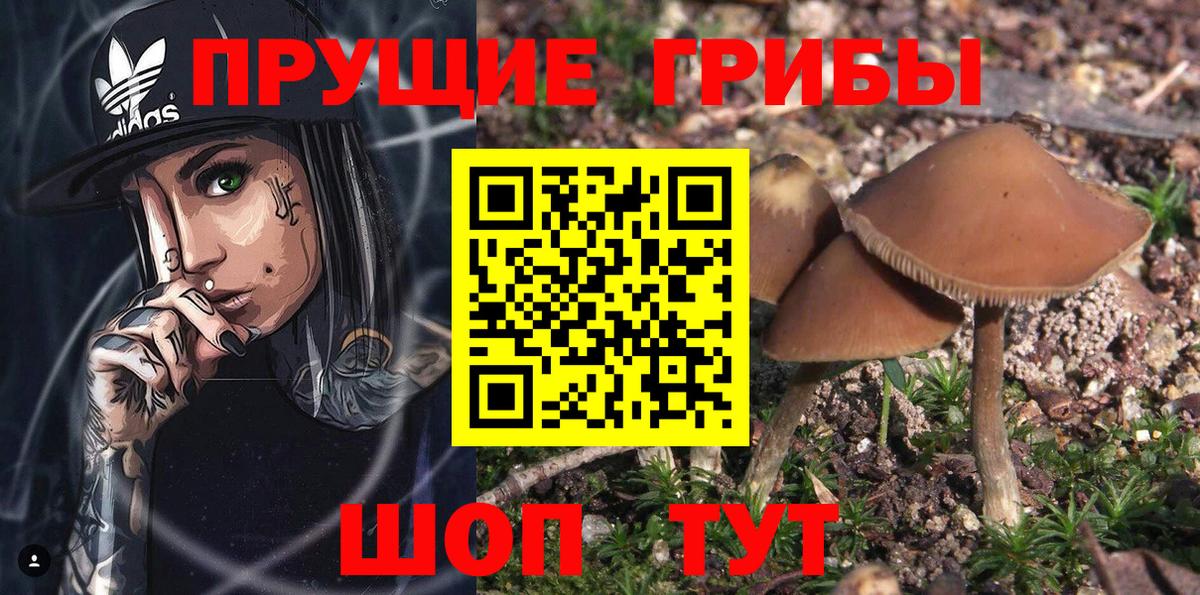 Псилоцибиновые грибы Psilocybe Волжск